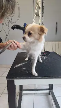 Côté Chien