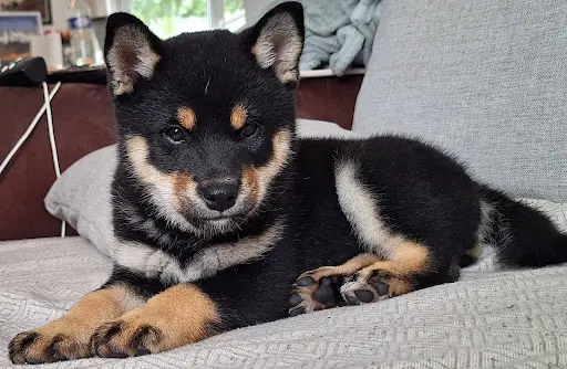 Perfect World Legacy, Élevage Shiba Inu
