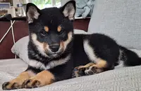 Perfect World Legacy, Élevage Shiba Inu