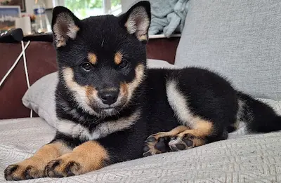 Perfect World Legacy, Élevage Shiba Inu