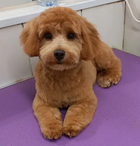 Amour de Chien