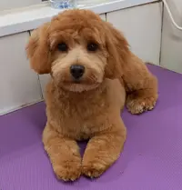 Amour de Chien