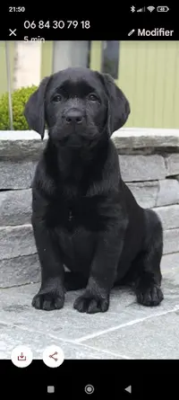 Labradors de Chantemelse