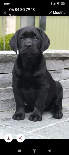 Labradors de Chantemelse
