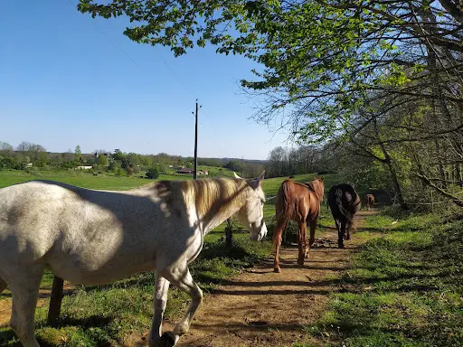 Perig Horses Pension Pour Chevaux et Gardiennage d'Animaux À Domicile