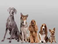 Ebeducation Education Canine