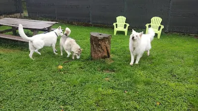 Pension Canine Naïs & Dogs