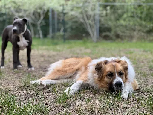 Centre d'Education Canine - Dog Life Family 13