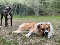 Centre d'Education Canine - Dog Life Family 13