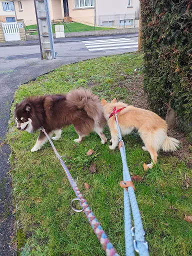 Syncrocs - Pension, Comportementaliste & Educateur Canin À Domicile