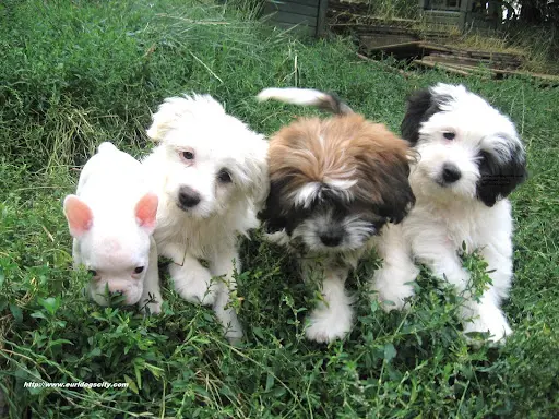 Dog S City