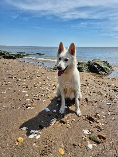 Respectdogs Saint-nazaire