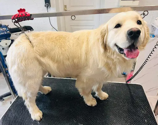 Nala Sitter