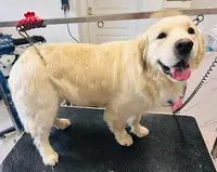 Nala Sitter