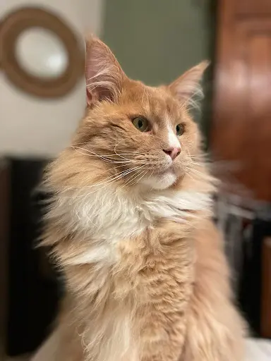 Chatterie du Duc de Lorraine