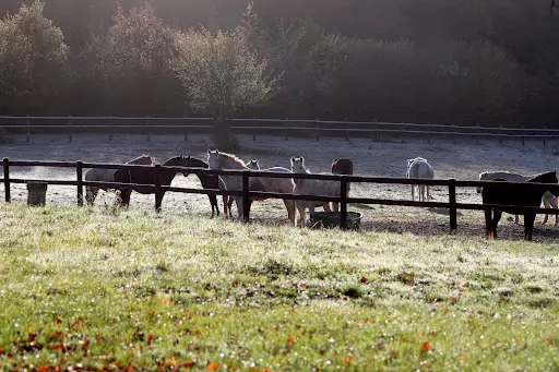 Haras Eoz