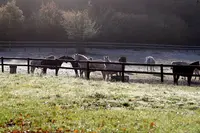 Haras Eoz