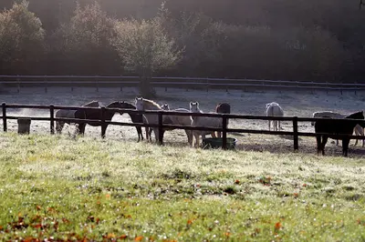 Haras Eoz