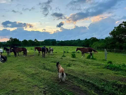 Scea Equi Bima