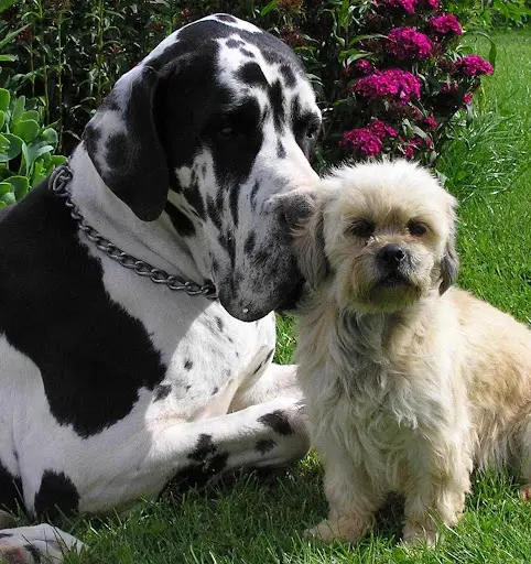 Pension Canine les Compagnons de Balthus