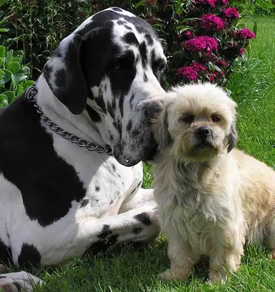 Pension Canine les Compagnons de Balthus