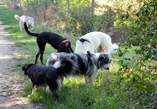 Amican Idée Éducateur Canin la Rochelle