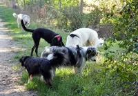 Amican Idée Éducateur Canin la Rochelle