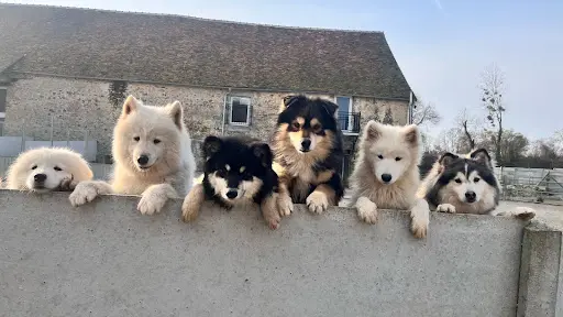 Domaine Jerrie Black : Berger Belge Coton Tulear Lhassa Apso Samoyède Schipperke Spitz Japonais
