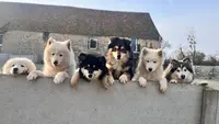 Domaine Jerrie Black : Berger Belge Coton Tulear Lhassa Apso Samoyède Schipperke Spitz Japonais