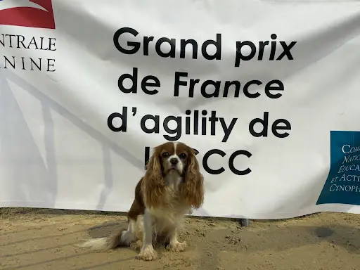 Club Canin Asaec