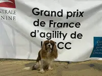 Club Canin Asaec