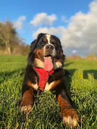 Uryanimaux