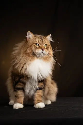 Divnaya Rus , Elevage de Chats Sibériens
