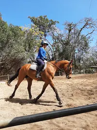 Le Poney Vert