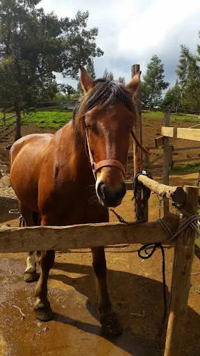 Les Chevaux du Maïdo