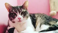Les P Tits Chatmis | Pension Pour Chats À la Réunion 974