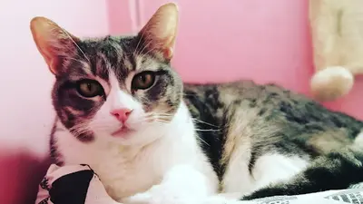 Les P Tits Chatmis | Pension Pour Chats À la Réunion 974