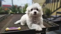 Pension Canine / Féline (chien et Chat) des Chouchoutés de l'Empereur