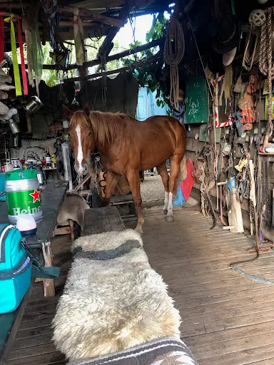 Shai Ena Cheval Réunion