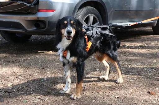 Lyon K9
