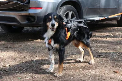 Lyon K9