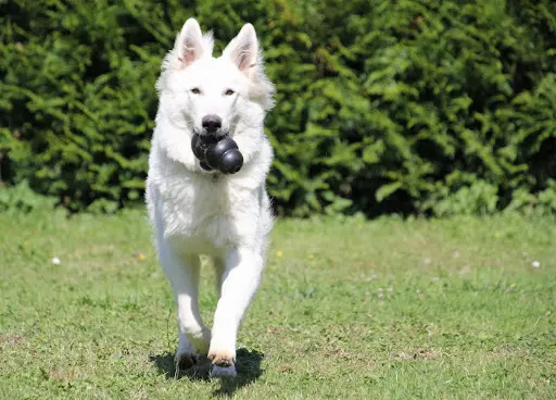 Pension Canine Canes Domum