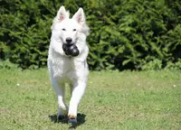 Pension Canine Canes Domum