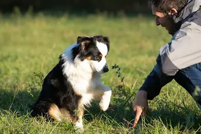 Pascal Rorato Éducateur Canin, Comportementaliste Chats et Chiens