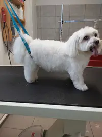 Cani Bien Etre Toilettage Canin