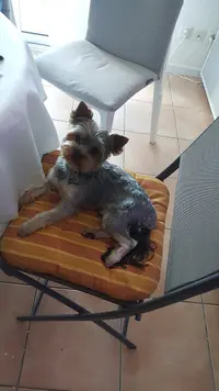 Complices Toilettage