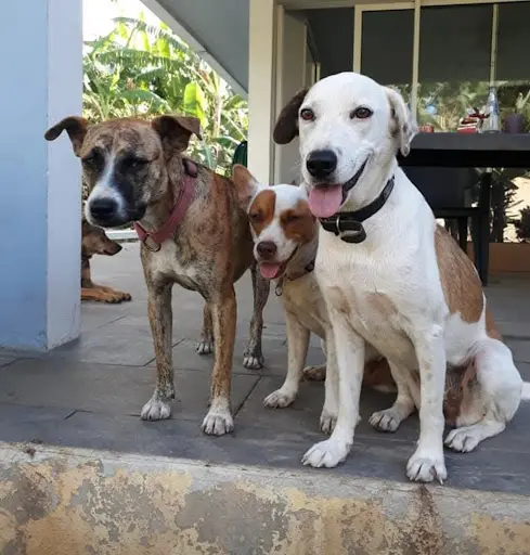 La Compagnie Canine - Education et Comportement Canin À Dax