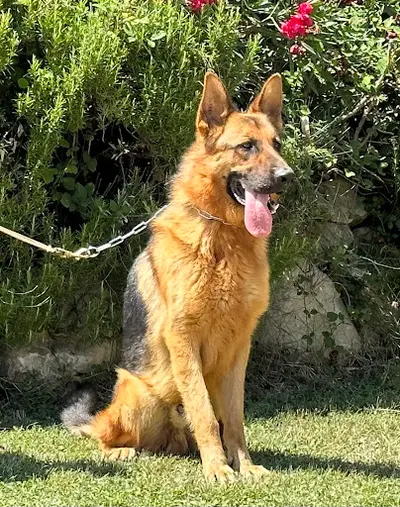 Centre Canin la Gaïdocienne