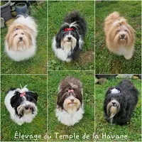 Élevage du Temple de la Havane