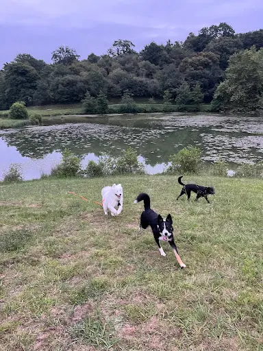 Les Toutous de Io - Pension Canine - Dogsitter